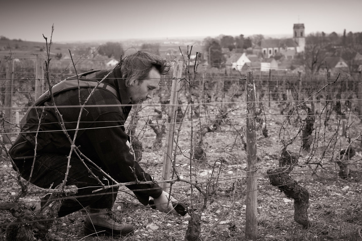 Pruning of Pommard Les Rugiens vines